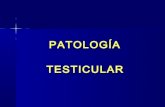 Patología testicular