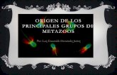 Origen de los principales grupos de metazoos