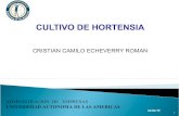 Cultivo de Hortensia