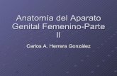 AnatomíA Del Aparato Genital Femenino Parte Ii