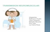 Importncia de los conocimientos de la fisiologia neuromusculares en las acciones de enfermeria