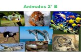 Animales 2° B