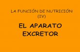 LA FUNCIÓN DE NUTRICIÓN (IV). El aparato excretor
