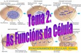 Tema 2 4eso as funcions da celula bioloxía