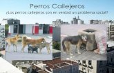 Perros Callejeros En Mexicali