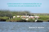 Conocimiento y conservación de la avifauna en los Humedales de Ite