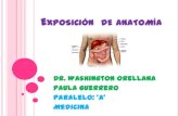 Exposición  de anatomía visceras abdominales