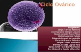 Ciclo ovárico - Embriología