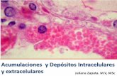 Acumulaciones  y depósitos intracelulares y extracelulares aut