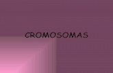 Cromosomas 2010 2011 new