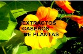 Extractos caseros de plantas
