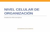 Nivel celular de organización