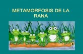 Metamorfosis de la rana Por: Coral Coecas.