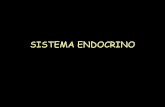 Sistema endocrino hipofisis