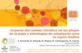 Impacto del cambio climático en las plagas de la papa y estrategias de adaptación para la región Andina