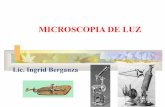 Microscopia ingrisita 2a