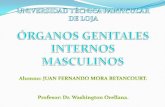 Órganos Genitales Internos Masculinos