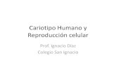 Cariotipo humano y reproduccion celular