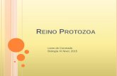 Presentacion reino protozoa 2015