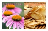 Just equinacea y ginseng