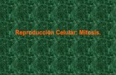 Reproducción celular power point 34 (1)