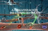 A organización do corpo humano