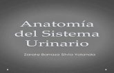 Anatomía del sistema urinario y estructura de la nefrona