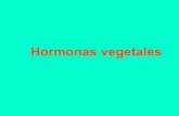 Hormonas veg