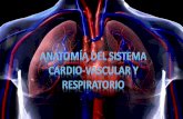 generalidades del sistema cardiovascular y respiratorio