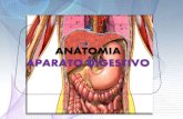 Anatomia del aparato digestivo