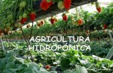 Agricultura hidropónica 2