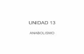 Unidad 13. Anabolismo
