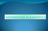 Membrana plasmática2