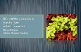 Staphylococcus y bacterías relacionadas