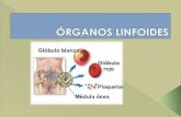 óRganos linfoides