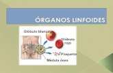 óRganos linfoides (1)