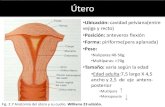 útero, trompas y cuello uterino (Fisiología de la reproducción)