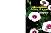 Malezas comunes-leon-nicaragua