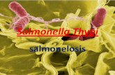 Salmonella thyphi