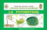 La  fotosíntesis
