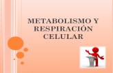 Metabolismo y respiración celular
