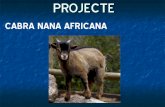 Projecte cabra nana
