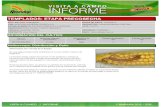 Agrotestigo-Maiz DEKALB-Campaña 1213-Informe Pre-cosecha Nº3