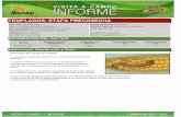 Agrotestigo-Maiz DEKALB-Campaña 1213-Informe Pre-cosecha Nº87