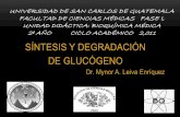 Glucógeno, síntesis y degradación