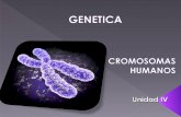 4.  cromosomas