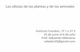 Célula vegetal y animal Crandon 2012  1º 1 y 3