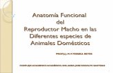 Anatomía del reproductor macho en las diferentes especies
