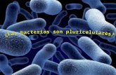 Las bacterias.pdf