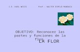 La Flor (Walter)